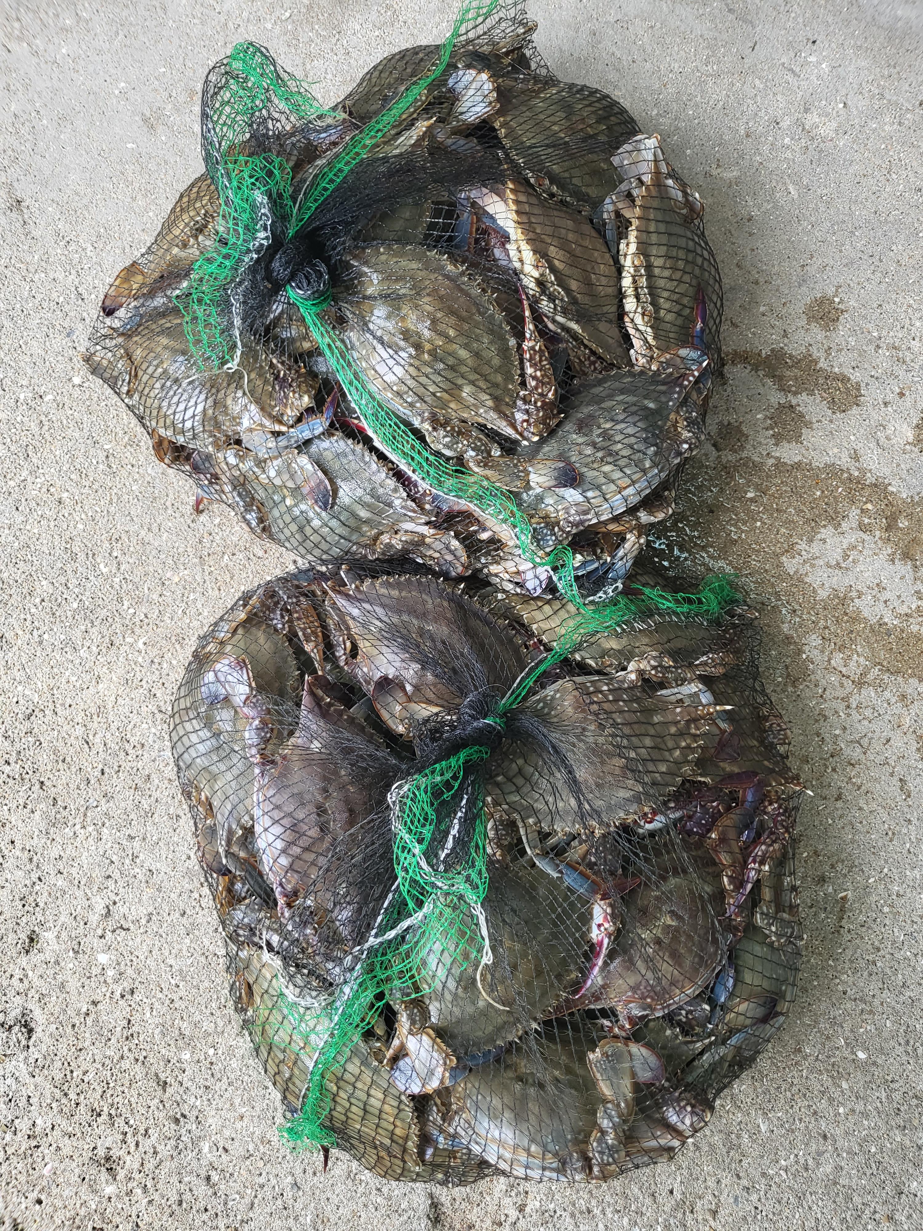 간장게장만들기기 재료