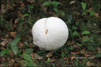 &amp;quot;댕구알버섯