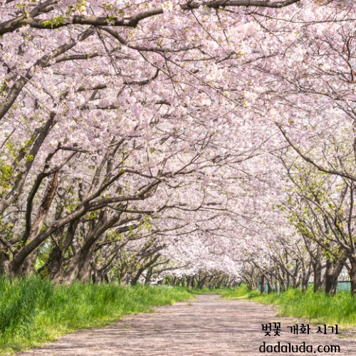 벚꽃 개화 시기 2025 인천 벚꽃 구경 볼만한 곳