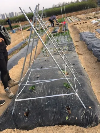 지지대 설치 방법 고추 토마토 참외 수박 쓰러짐 예방_2
