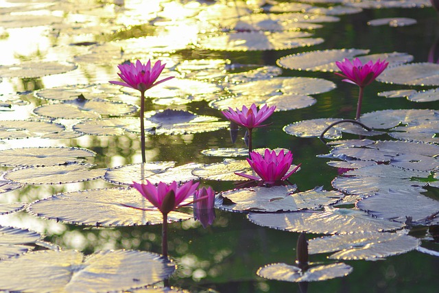 연성 관곡지 연꽃축제 