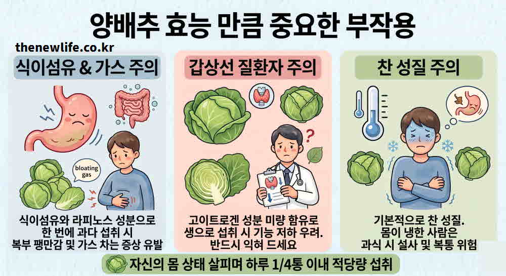 양배추 효능 부작용