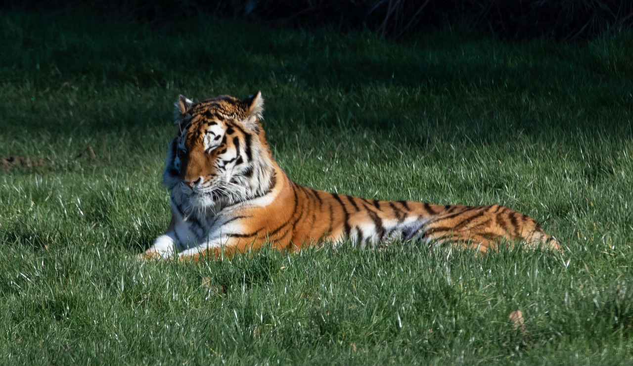 호랑이 나오는 꿈, 호랑이꿈 태몽