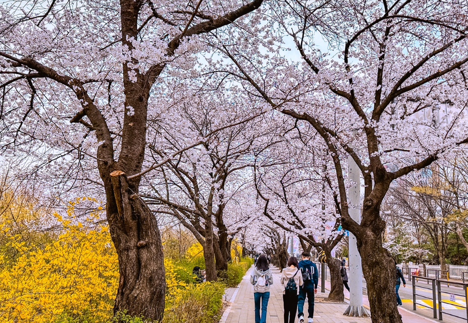 여의도 벚꽃1