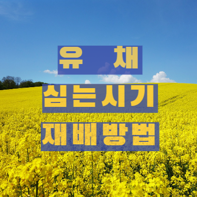 유채 심는 시기 및 재배방법 썸네일