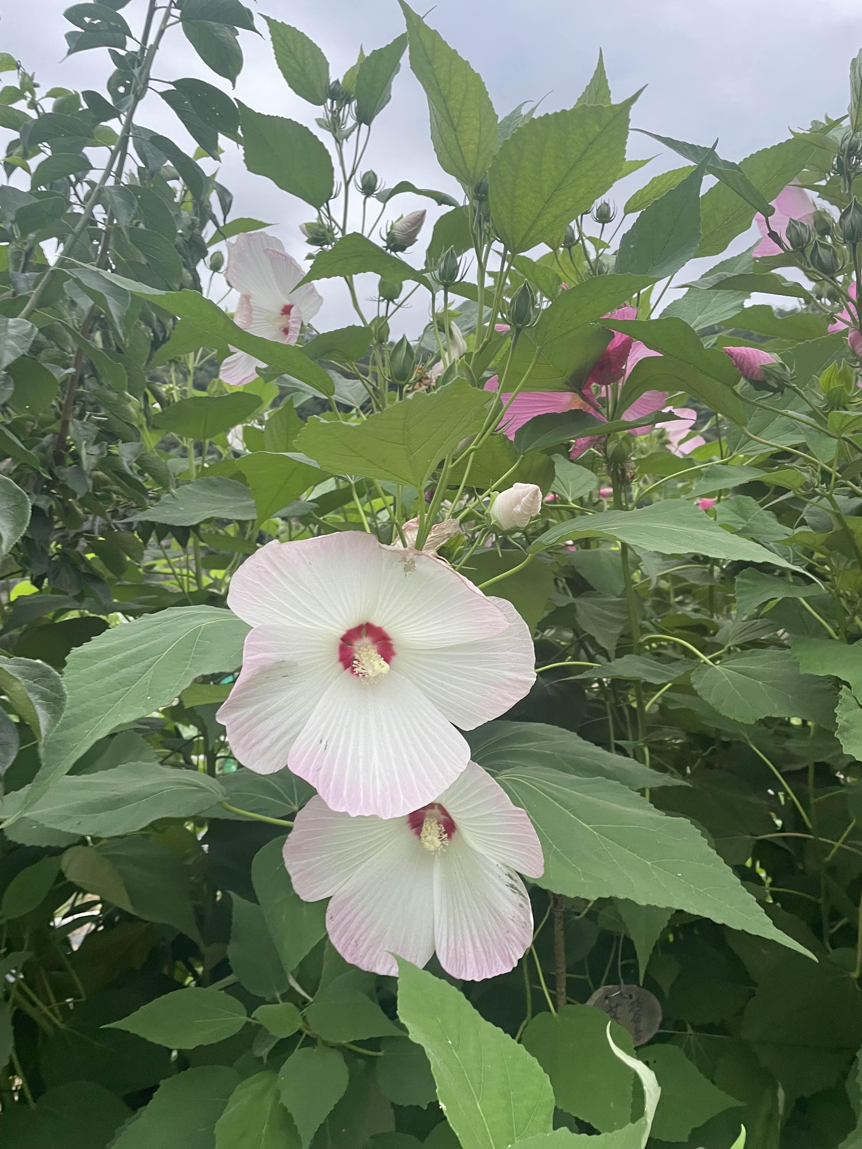 접시꽃