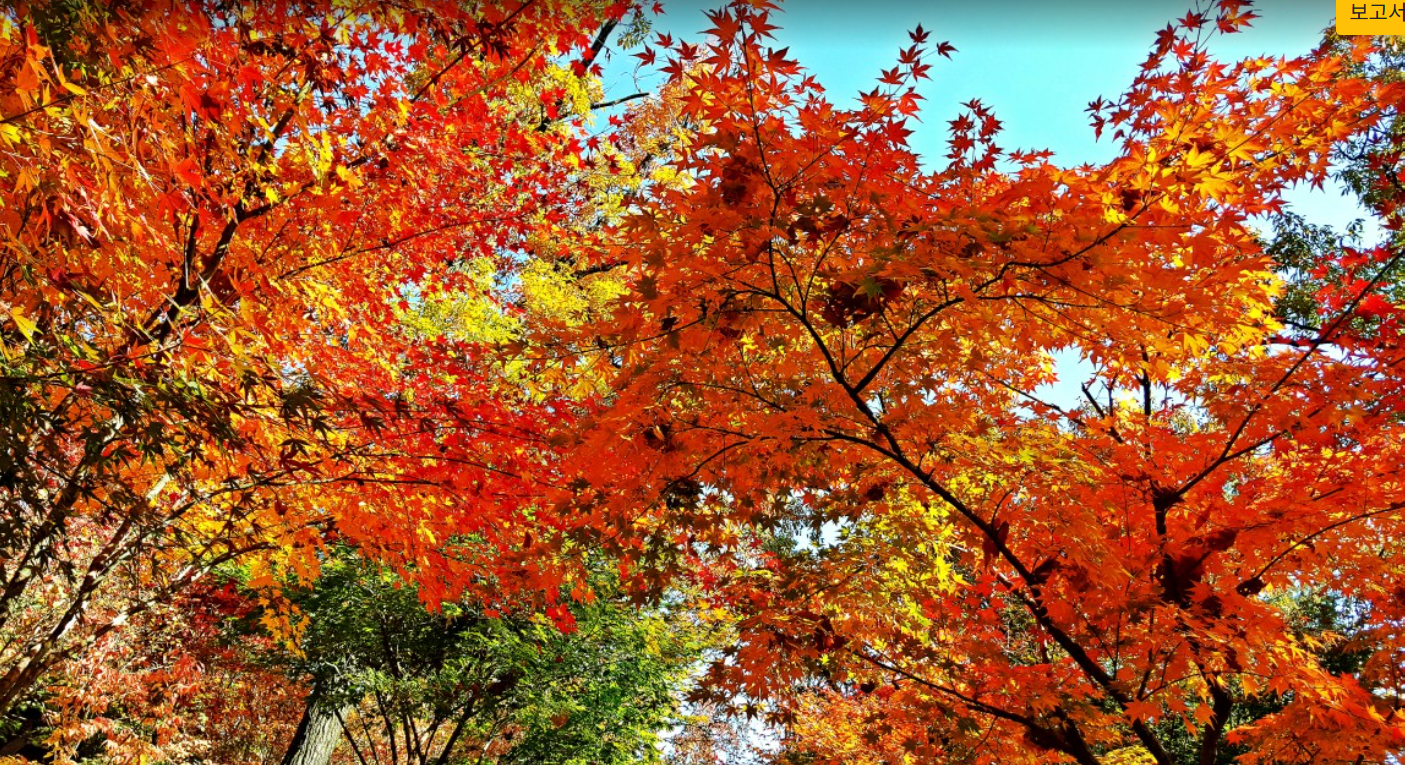 2025 화담숲 예매 꿀팁 공개! 놓치면 후회하는 단풍 시즌 예약법