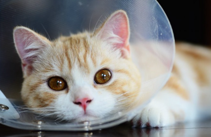 엘리자베스 컬러를 붙인 고양이.