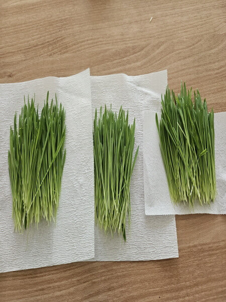 키친타월에 놓인 수확한 새싹보리