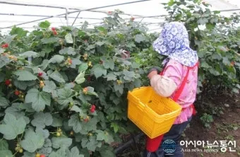 산딸기 재배 번식 방법 포트 묘 심기 잡초 관리_32