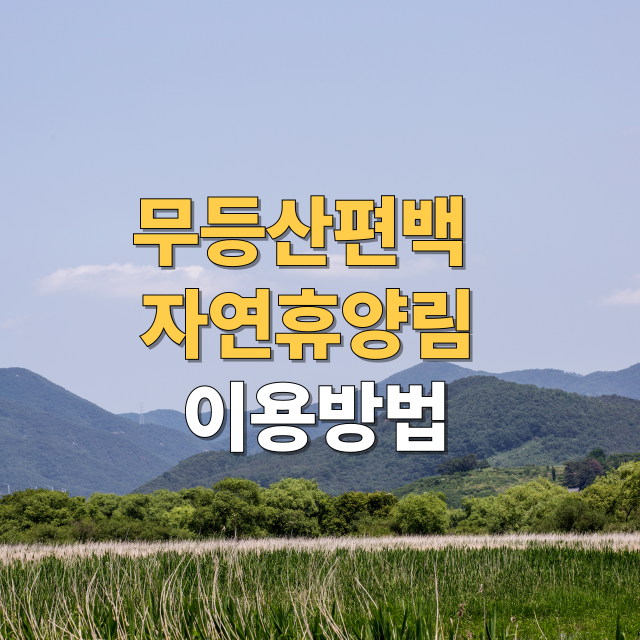무등산편백자연휴양림 완벽 가이드 예약, 주차, 맛집, 여행지 총정리