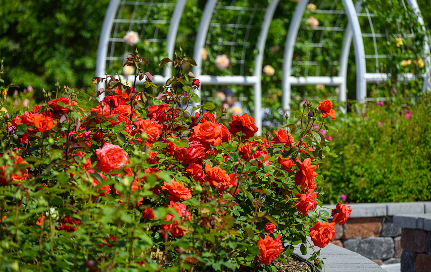 거창 창포원 장미