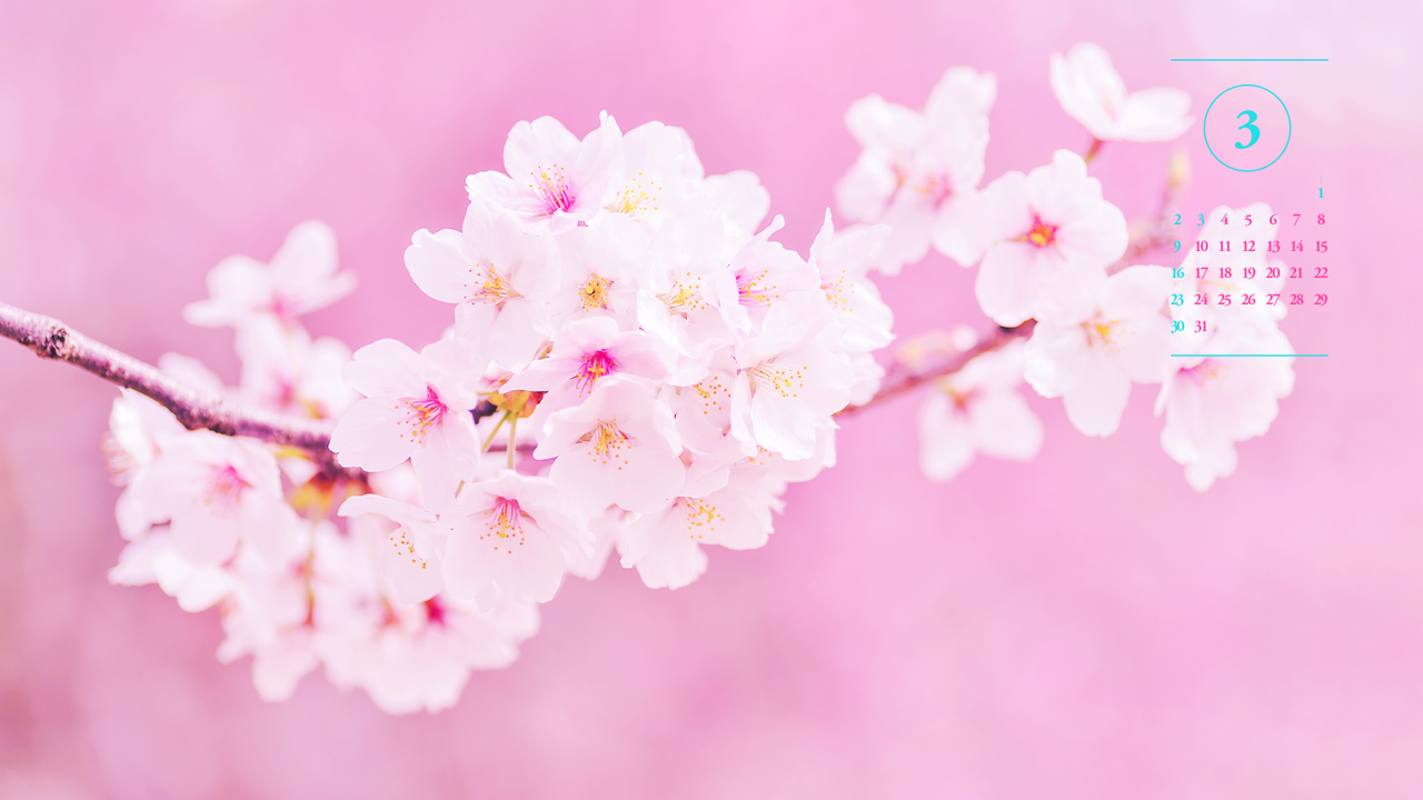 02 연분홍 벚꽃가지 A - 2025년3월 노트북배경화면