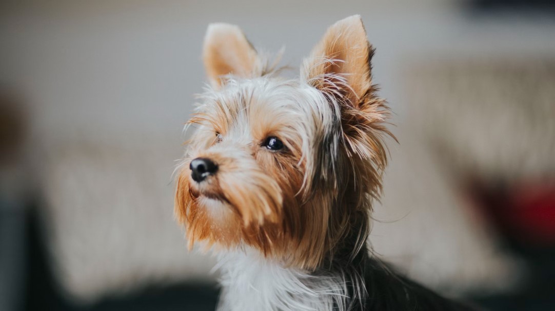동물 보험 가입 시 자주 묻는 질문 관련 사진