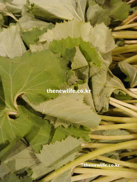 머위 효능 기침 완화 사포닌