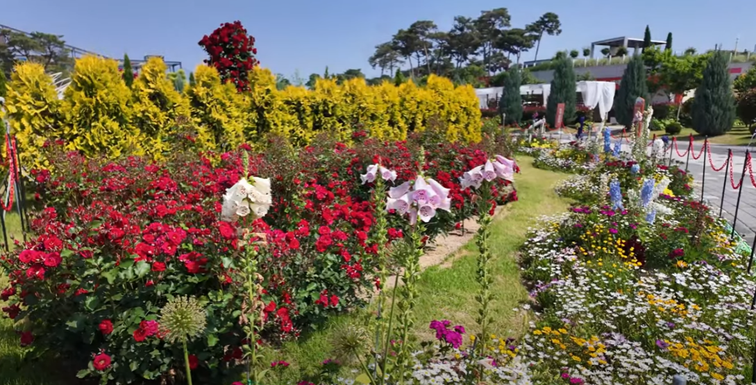 곡성장미축제 관련 사진 이미지