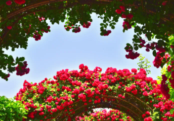 경산 하양 대부잠수교 장미 터널