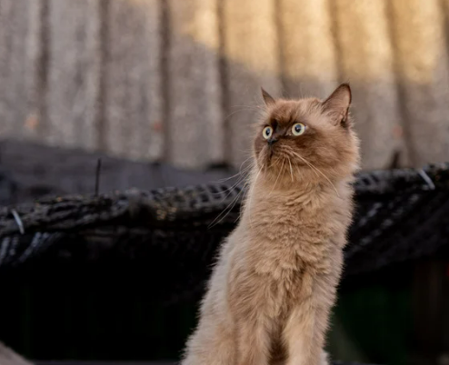 먼치킨 유전병 특징 성격 짧은 다리 이유 입양 전 필독