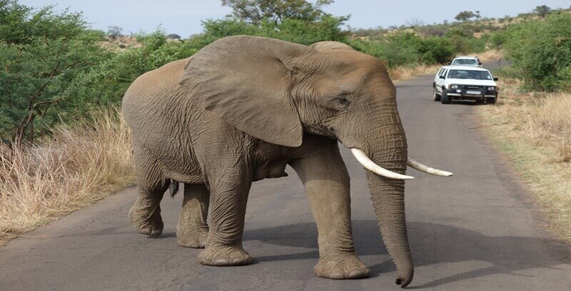 코끼리 꿈해몽 태몽 길몽 흉몽 10가지 정리.첫번째