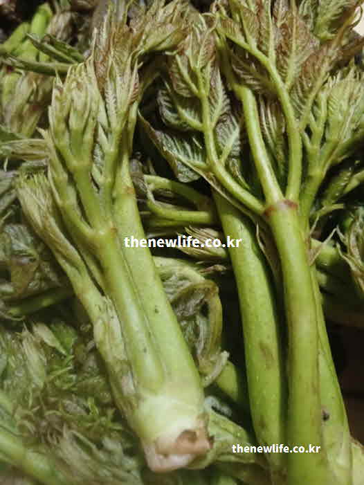 두릅 효능 세포 노화 방지 베타카로틴