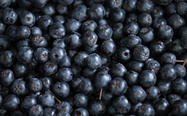 갓 수확한 아로니아가 모여있다