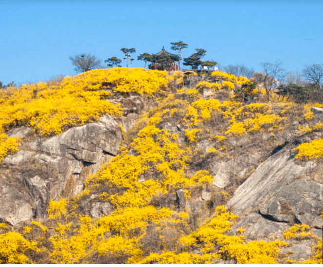 노란 개나리로 뒤덮인 응봉산과 팔각정