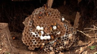 경북대학교 최문보 교수 말벌 전문가