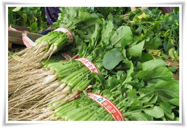 "텃밭, 4월에 심기 좋은 작물" 상추 시금치 열무 쑥갓 케일 루꼴라 당근 비트 무 감자 완두콩 땅콩 녹두 ...