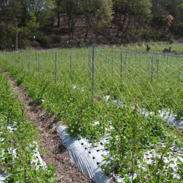 6시내고향 강원 횡성 &amp;#39;더덕&amp;#39; 주주리농장 택배 온라인 주문 방법 농장 연락처1