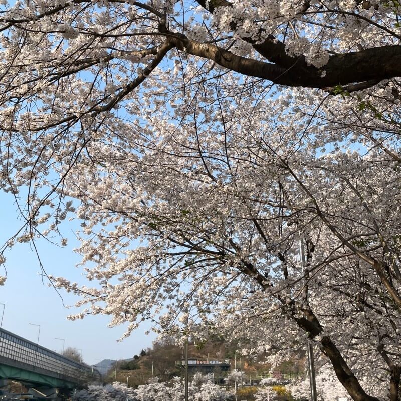 2024년 벚꽃 개화시기/ 지역별 명소