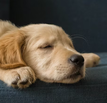 멜라토닌 효능 복용법