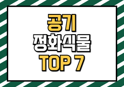 키우기 쉬운 공기정화식물 추천