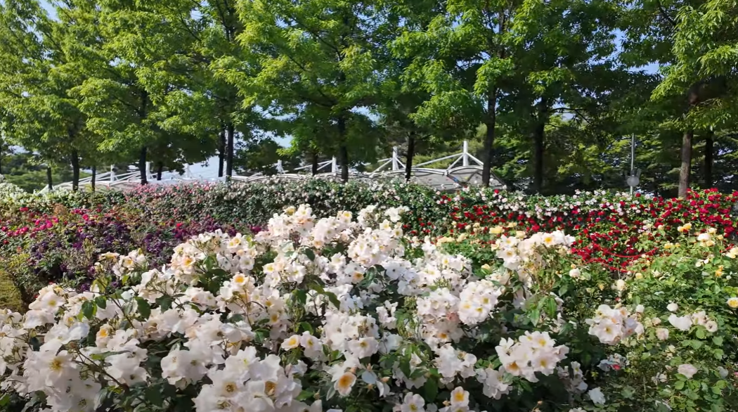 곡성장미축제 관련 사진 이미지