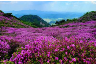 황매산 철쭉 개화상황