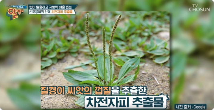 차전자피추출물 기능과 효과