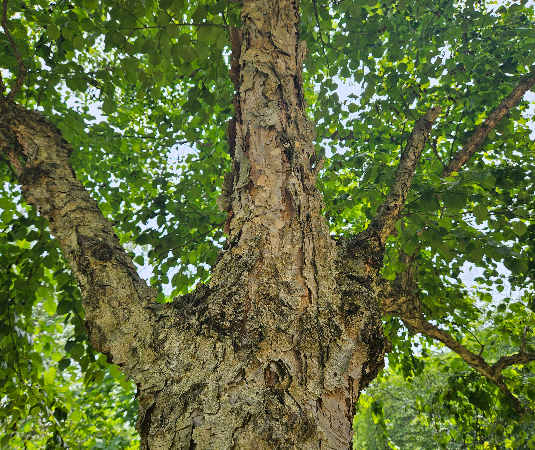 물박달나무 수형