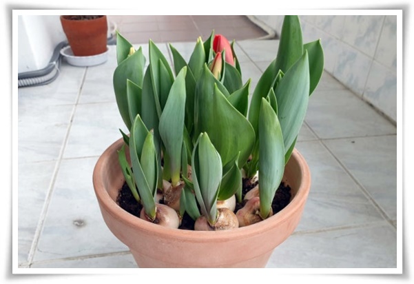 "튤립" 매력적인 봄의 대표적인 꽃, 튤립의 매력!