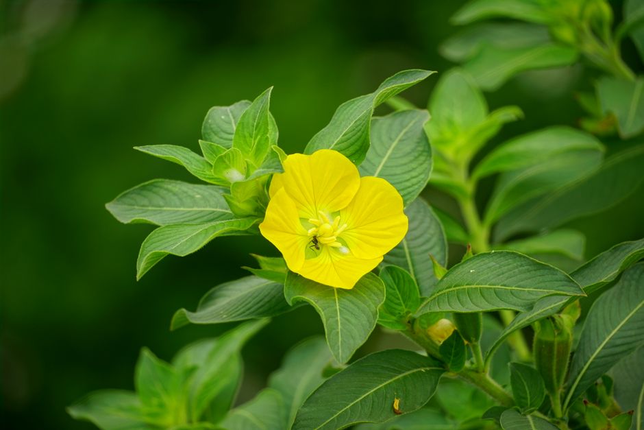 Close-up of a yellow evening primrose blooming amidst green leaves outdoors.