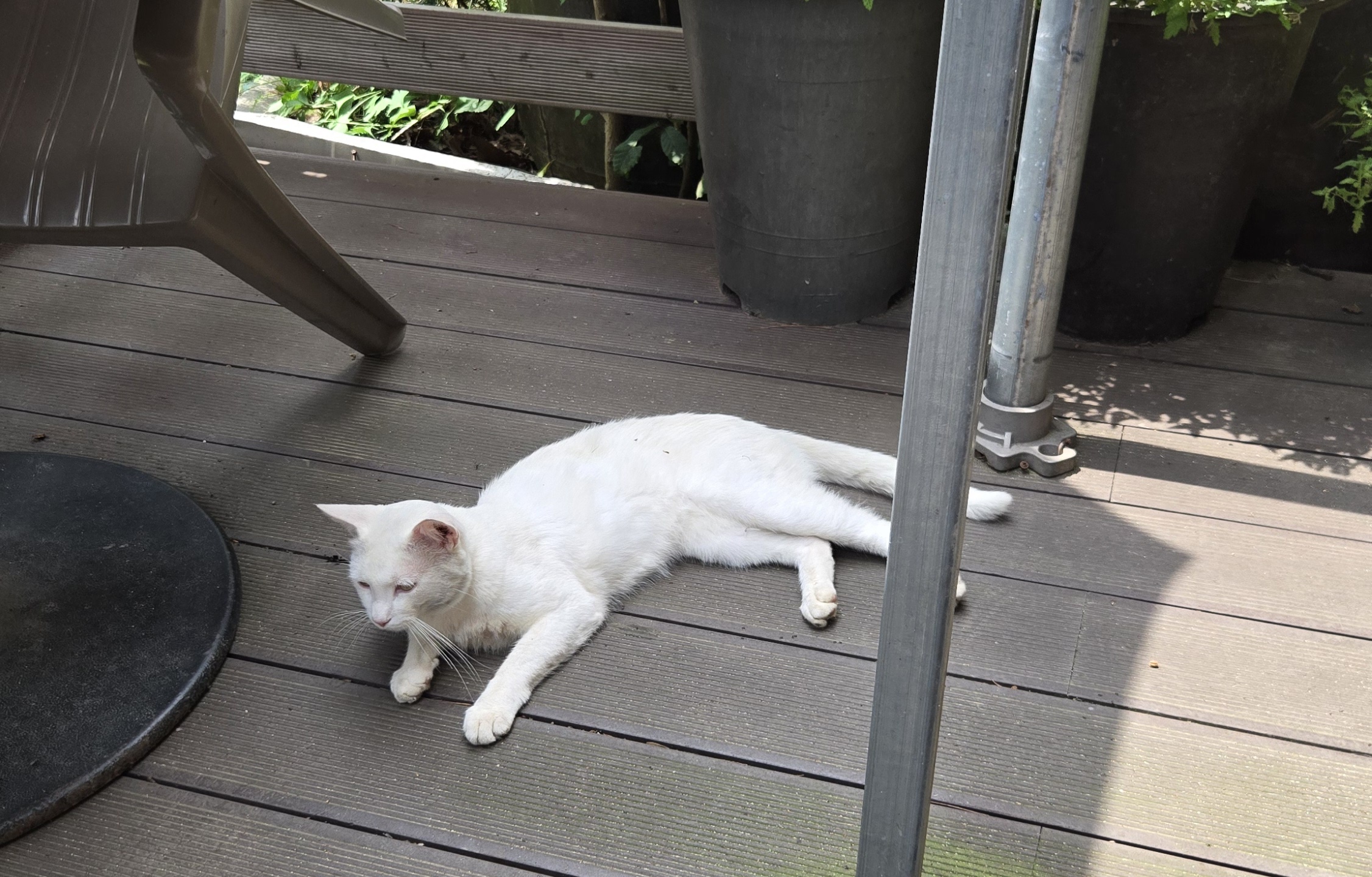 카루소 마스코트 고양이