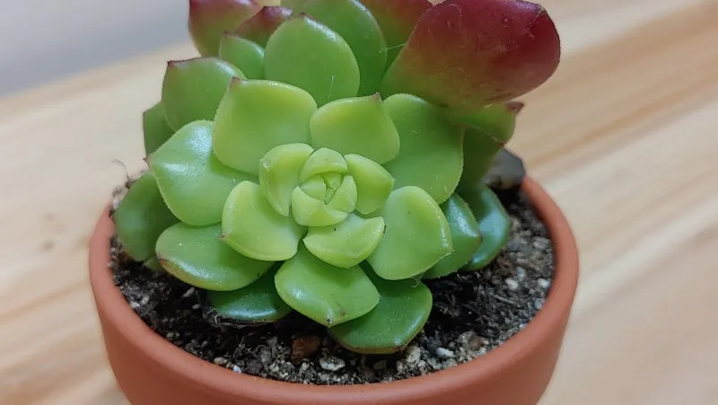 다육이 물주기 환기요령 일조량관리 여름과 겨울 관리법_4