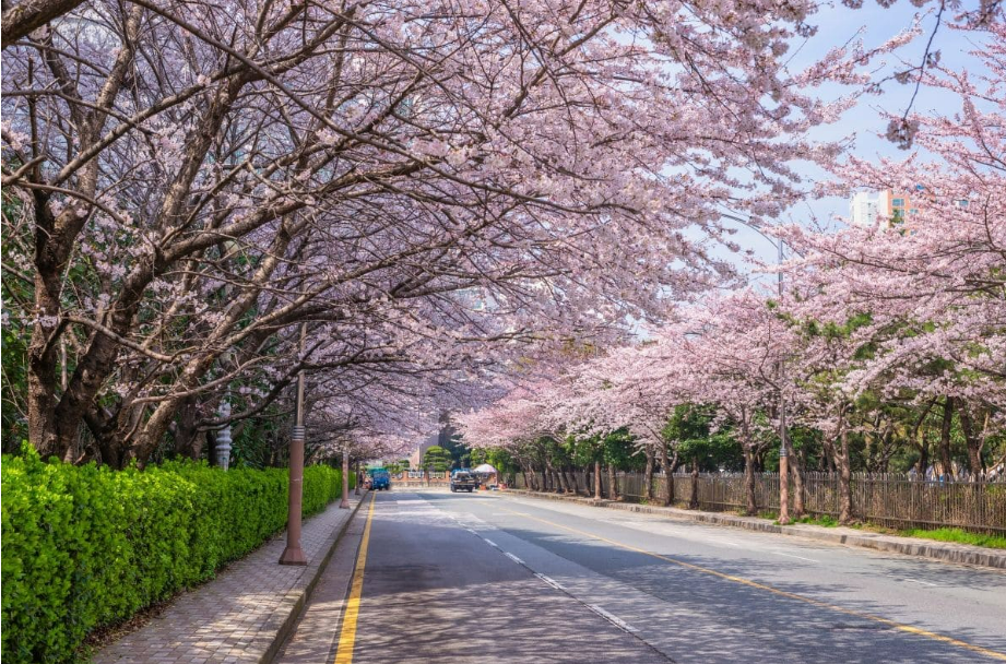 2025 벚꽃 개화시기