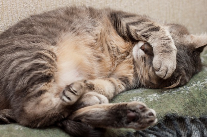 얼굴을 가리고 있는 고양이.