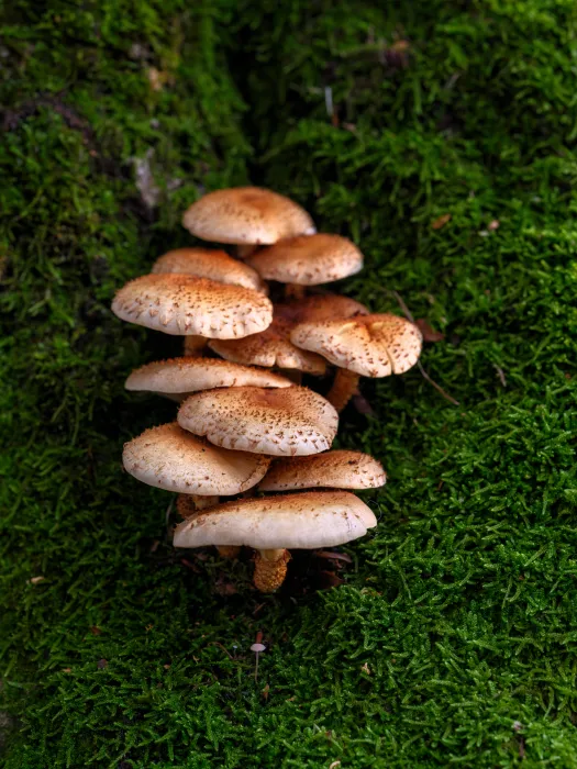 나무에서-자라고-있는-표고버섯