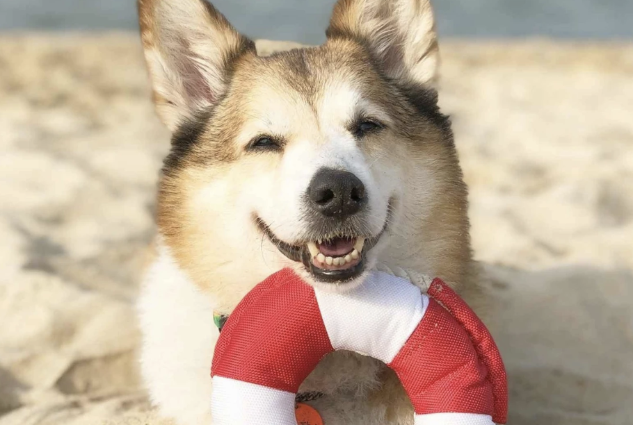 펫비치(반려동물 해수욕장) 이미지