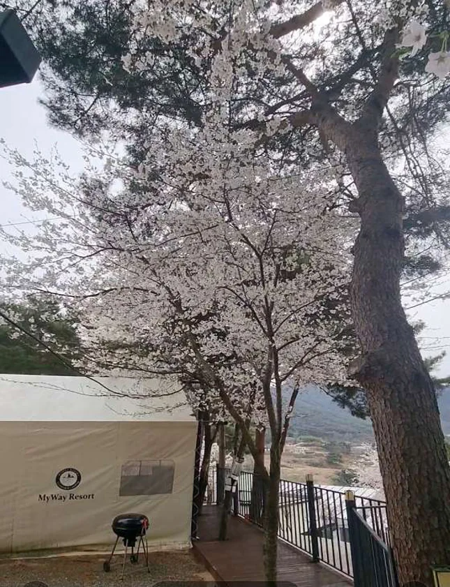휴식&amp;마이웨이리조트