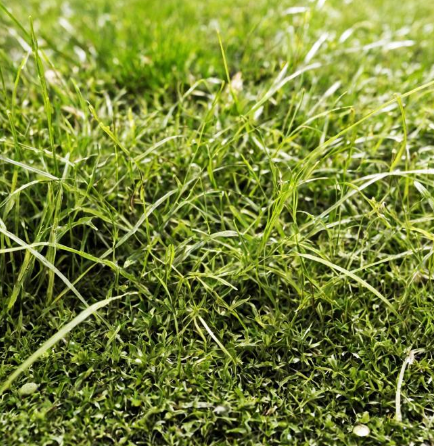 2025년 설날 벌초 업체 서비스