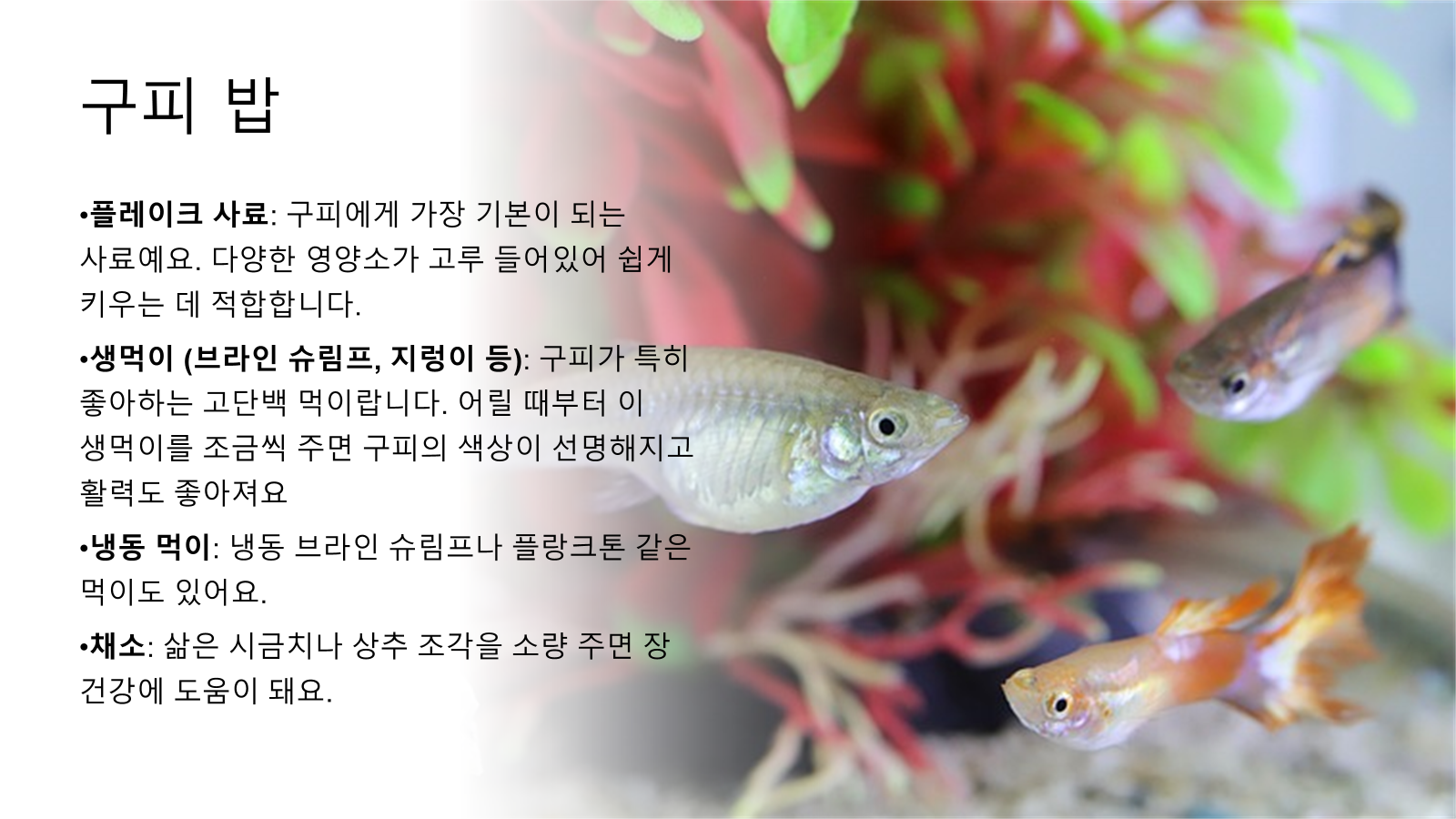 구피 다양한 밥
