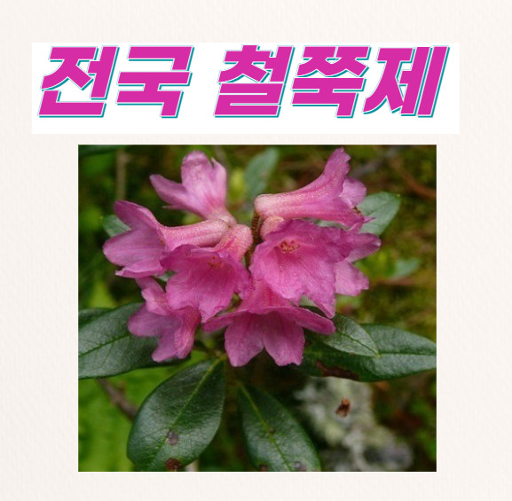 2024-전국-철쭉-축제