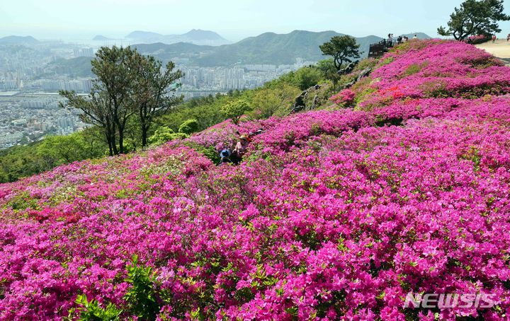붉은 봄의 황홀함, 부산 백양산 철쭉동산에서 만나는 도시 속 꽃의 향연