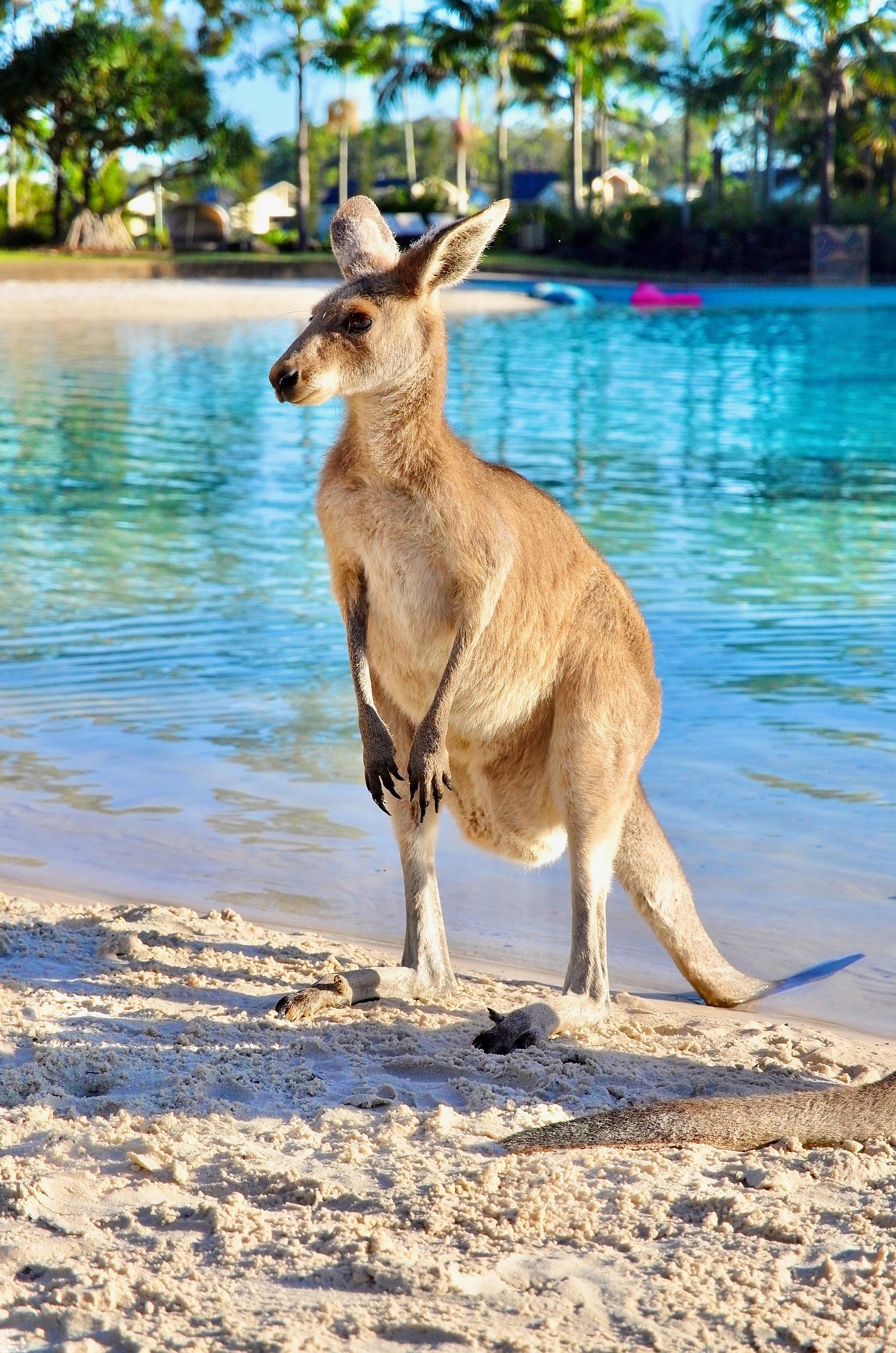 호주 바다 캥거루